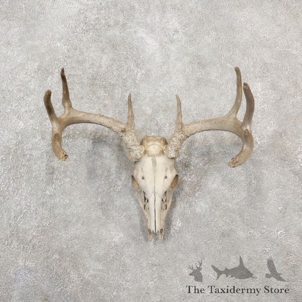 Whitetail Deer Skull European Mount For Sale #19255 @ The Taxidermy Store
