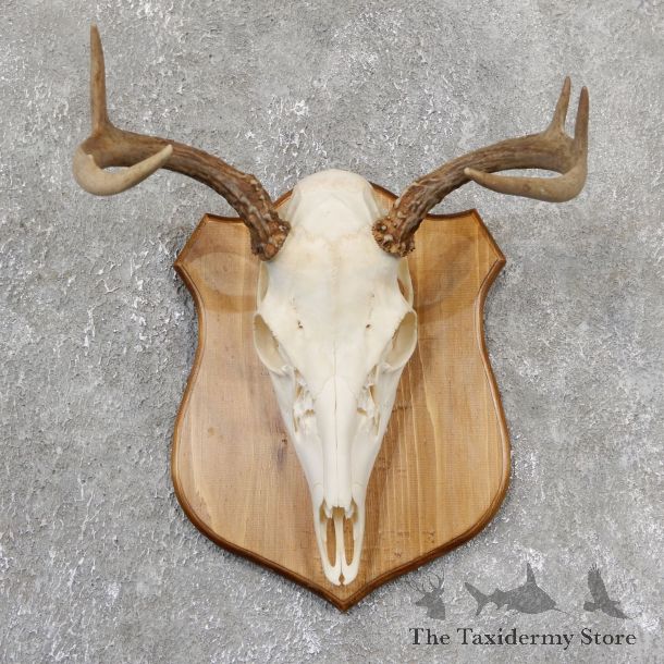 Whitetail Deer Skull European Mount For Sale #19324 @ The Taxidermy Store