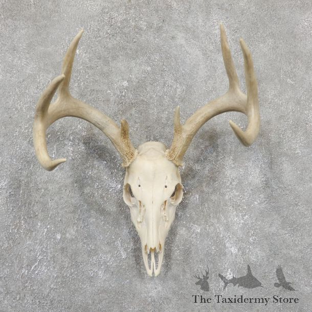 Whitetail Deer Skull European Mount For Sale #19510 @ The Taxidermy Store