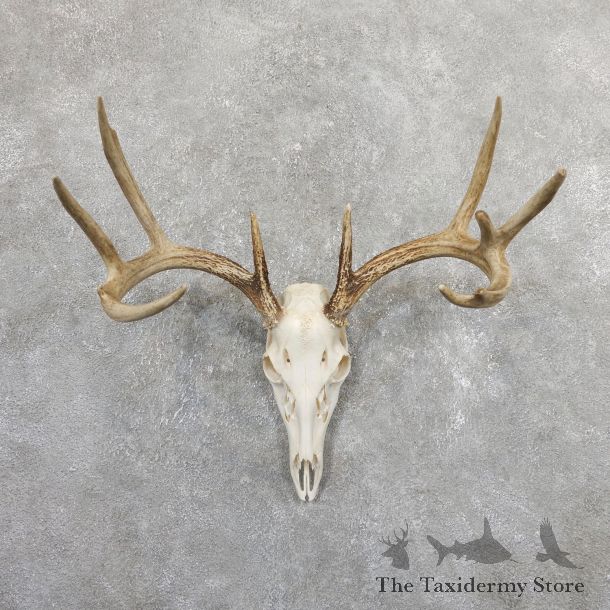 Whitetail Deer Skull European Mount For Sale #19659 @ The Taxidermy Store