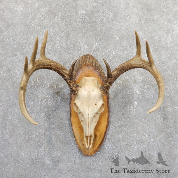 Whitetail Deer Skull European Mount For Sale #19663 @ The Taxidermy Store