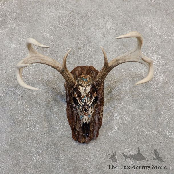 Whitetail Deer Skull European Mount For Sale #20023 @ The Taxidermy Store
