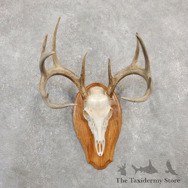 Whitetail Deer Skull European Mount For Sale #20026 @ The Taxidermy Store