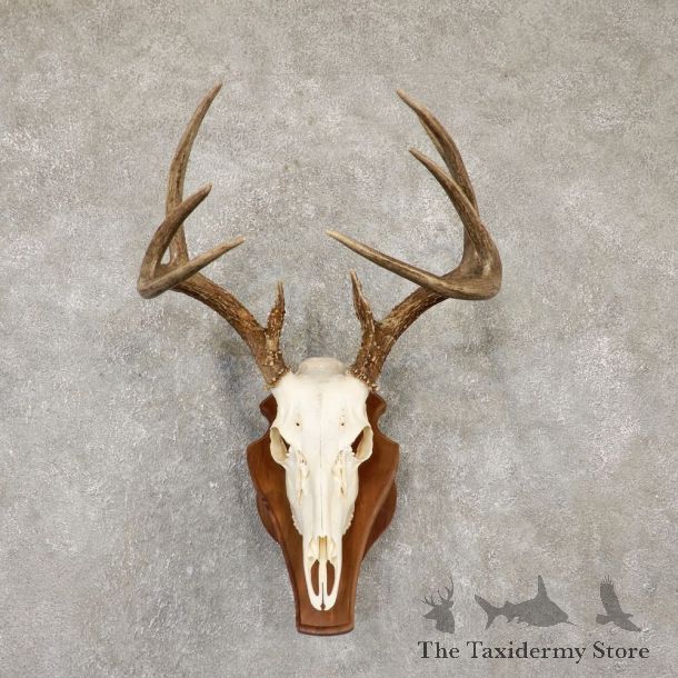 Whitetail Deer Skull European Mount For Sale #20102 @ The Taxidermy Store