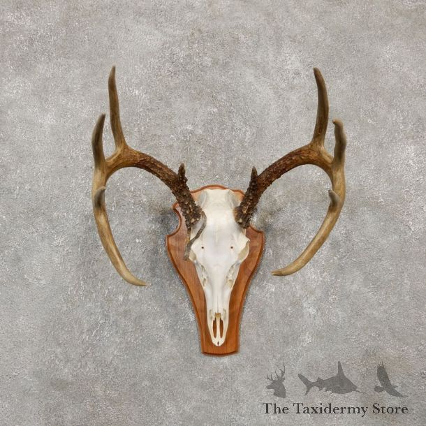 Whitetail Deer Skull European Mount For Sale #20158 @ The Taxidermy Store