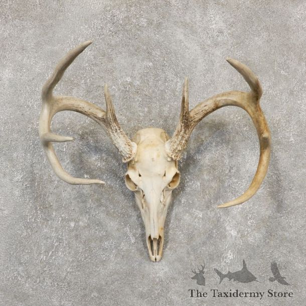 Whitetail Deer Skull European Mount For Sale #20164 @ The Taxidermy Store