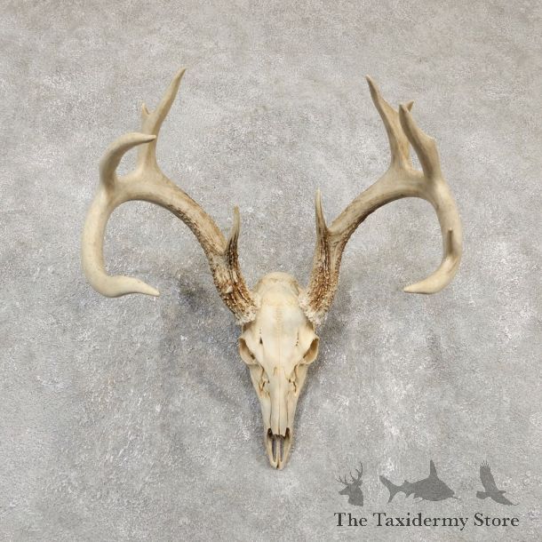 Whitetail Deer Skull European Mount For Sale #20165 @ The Taxidermy Store