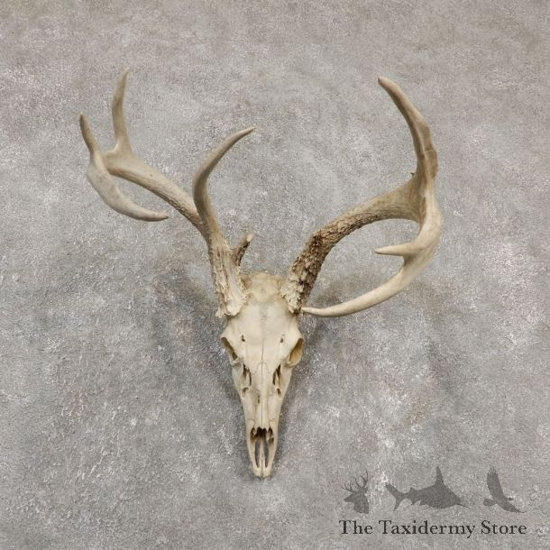 Whitetail Deer Skull European Mount For Sale #20175 @ The Taxidermy Store