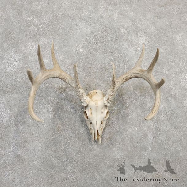 Whitetail Deer Skull European Mount For Sale #20308 @ The Taxidermy Store