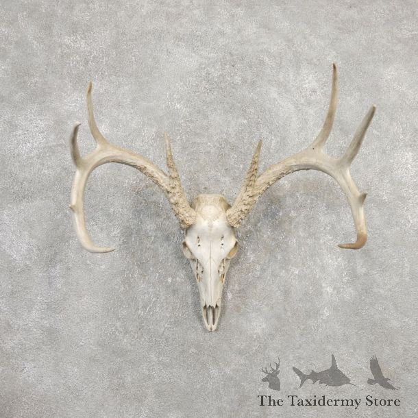 Whitetail Deer Skull European Mount For Sale #20329 @ The Taxidermy Store