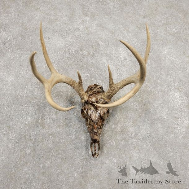 Whitetail Deer Skull European Mount For Sale #20372 @ The Taxidermy Store
