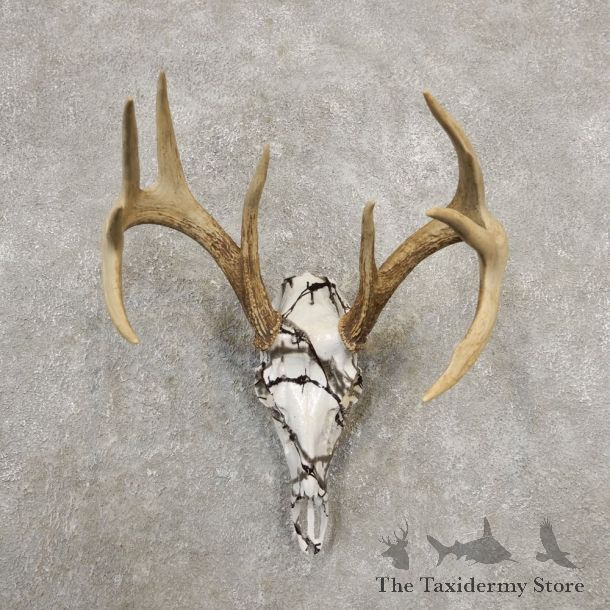 Whitetail Deer Skull European Mount For Sale #20374 @ The Taxidermy Store