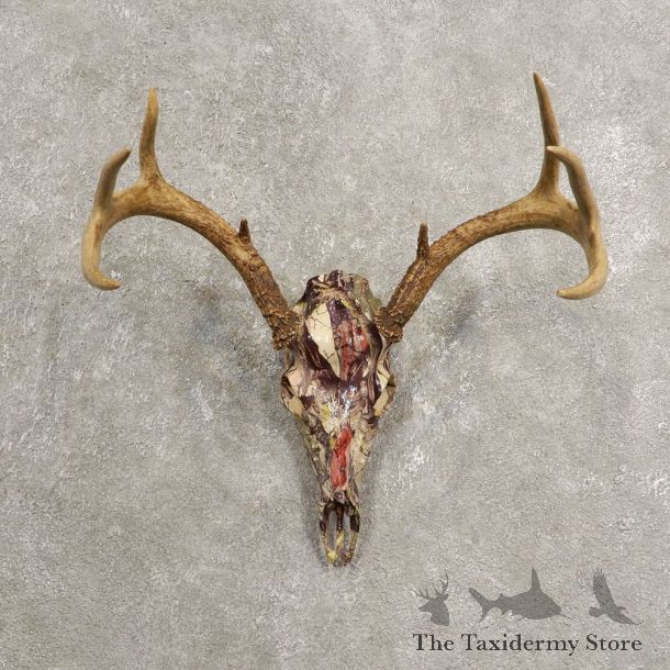 Whitetail Deer Skull European Mount For Sale #20449 @ The Taxidermy Store