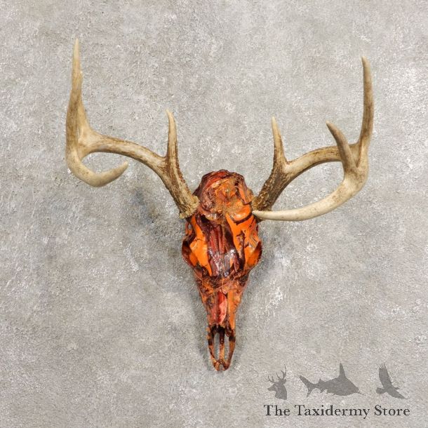Whitetail Deer Skull European Mount For Sale #20450 @ The Taxidermy Store
