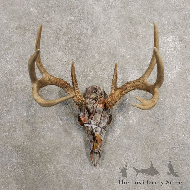 Whitetail Deer Skull European Mount For Sale #20451 @ The Taxidermy Store