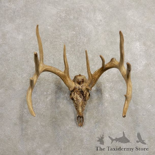 Whitetail Deer Skull European Mount For Sale #20455 @ The Taxidermy Store