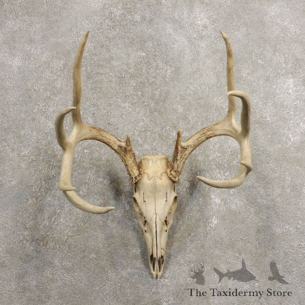Whitetail Deer Skull European Mount For Sale #20459 @ The Taxidermy Store