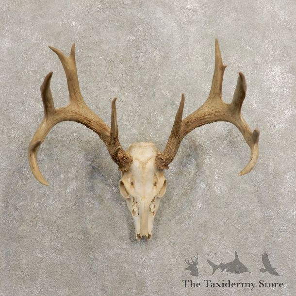 Whitetail Deer Skull European Mount For Sale #20460 @ The Taxidermy Store