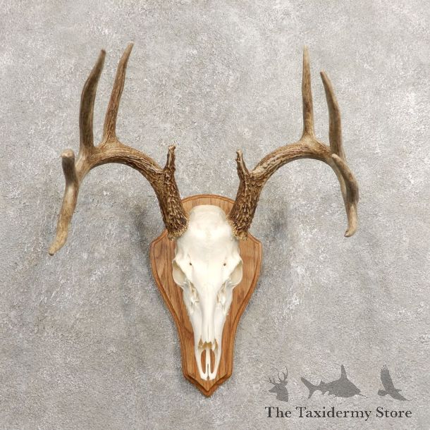 Whitetail Deer Skull European Mount For Sale #20463 @ The Taxidermy Store