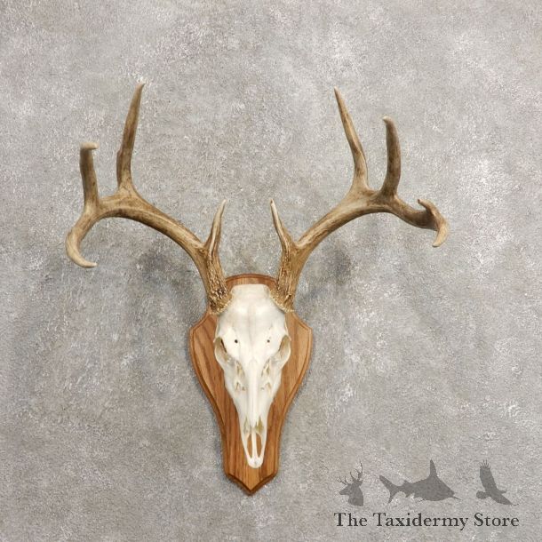Whitetail Deer Skull European Mount For Sale #20464 @ The Taxidermy Store