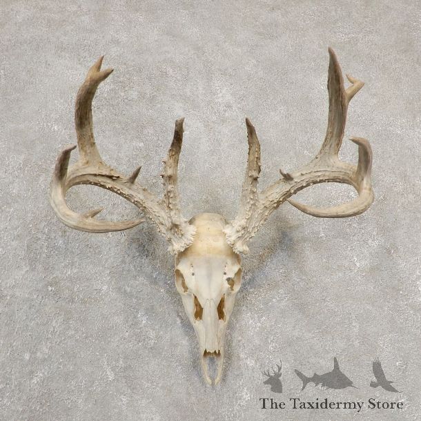 Whitetail Deer Skull European Mount For Sale #20546 @ The Taxidermy Store