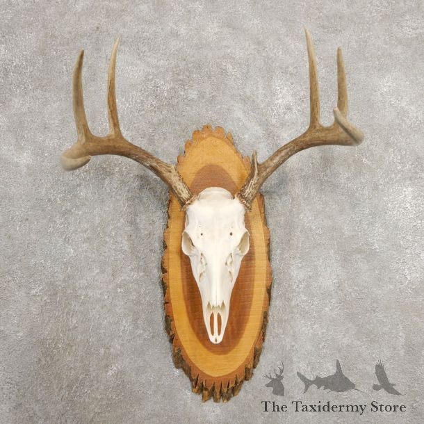 Whitetail Deer Skull European Mount For Sale #20983 @ The Taxidermy Store