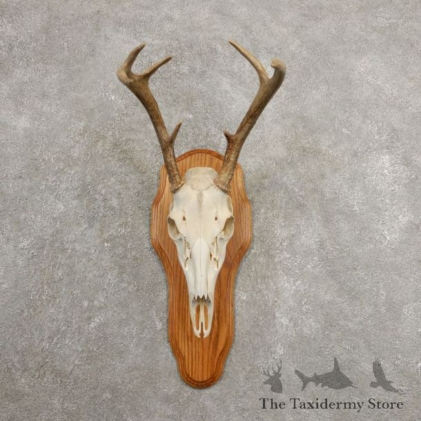 Whitetail Deer Skull European Mount For Sale #20990 @ The Taxidermy Store