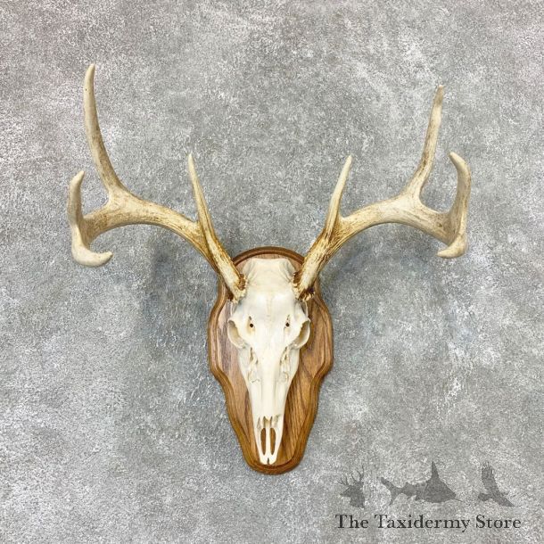 Whitetail Deer Skull European Mount For Sale #22319 @ The Taxidermy Store