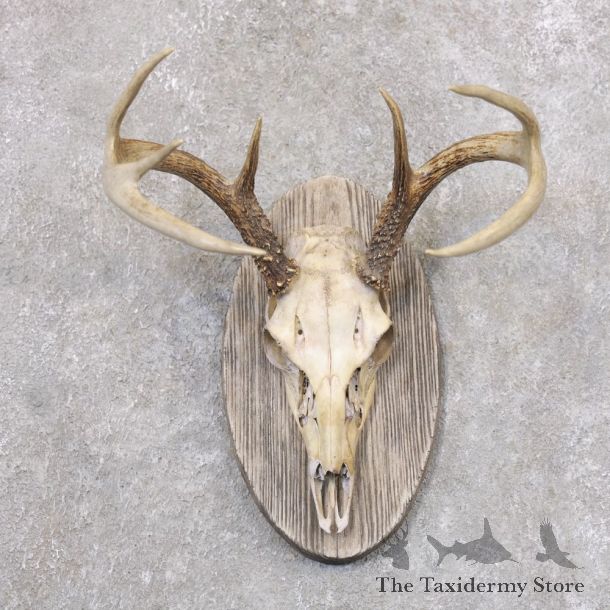 Whitetail Deer Skull European Mount For Sale #22357 @ The Taxidermy Store
