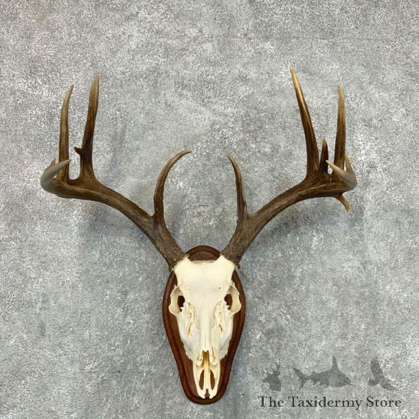 Whitetail Deer Skull European Mount For Sale #22662 @ The Taxidermy Store