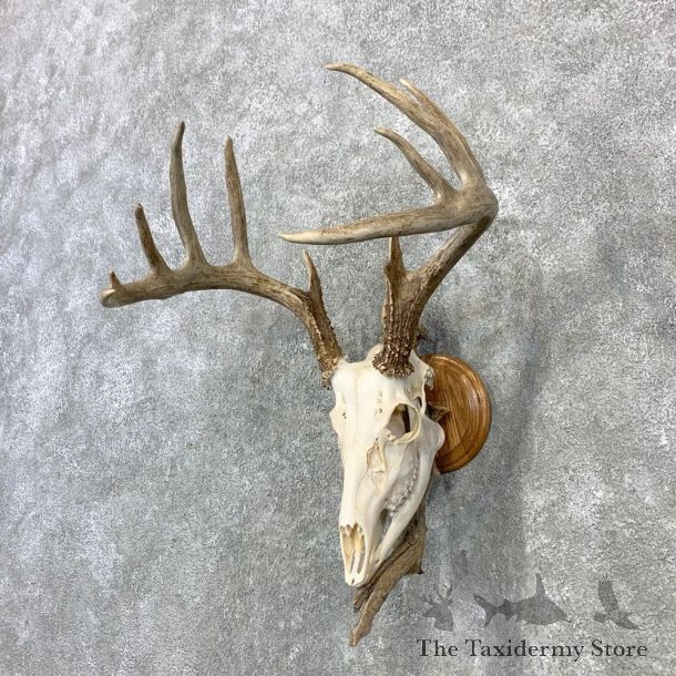 Whitetail Deer Skull European Mount For Sale #23080 @ The Taxidermy Store