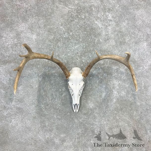 Whitetail Deer Skull European Mount For Sale #23361 @ The Taxidermy Store