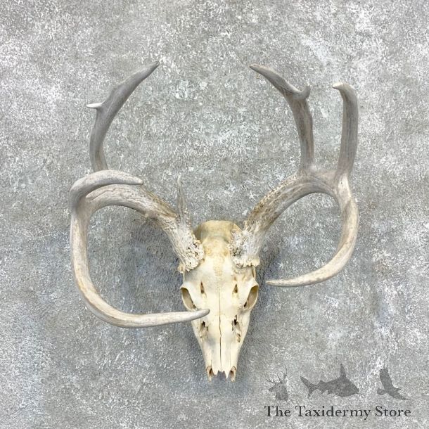 Whitetail Deer Skull European Mount For Sale #23362 @ The Taxidermy Store