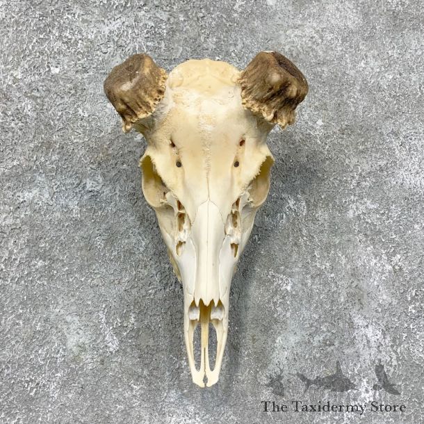 Whitetail Deer Skull European Mount For Sale #23436 @ The Taxidermy Store