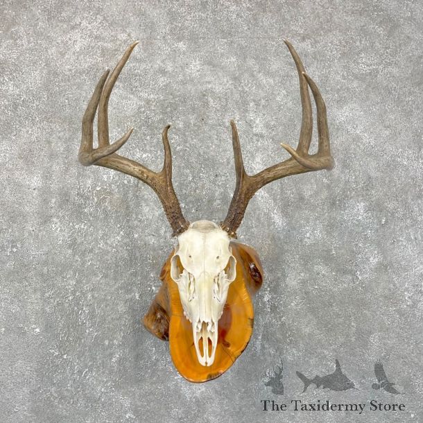 Whitetail Deer Skull European Mount For Sale #24260 @ The Taxidermy Store