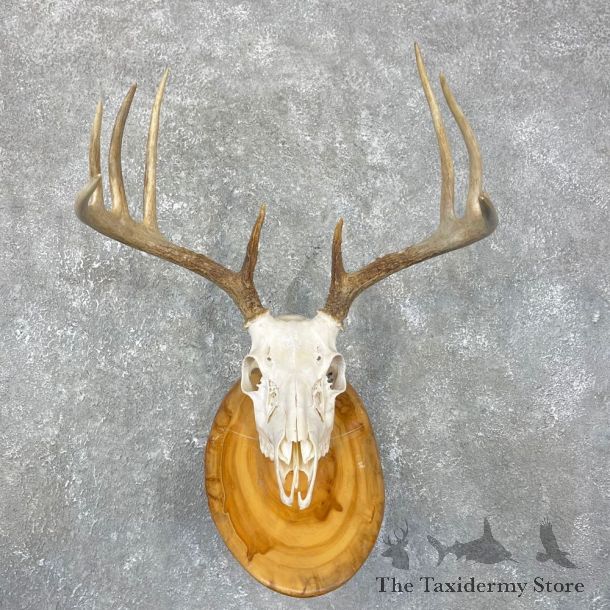Whitetail Deer Skull European Mount For Sale #24263 @ The Taxidermy Store