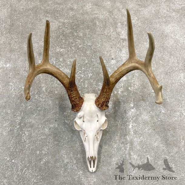Whitetail Deer Skull European Mount For Sale #24925 @ The Taxidermy Store
