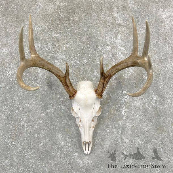 Whitetail Deer Skull European Mount For Sale #24926 @ The Taxidermy Store