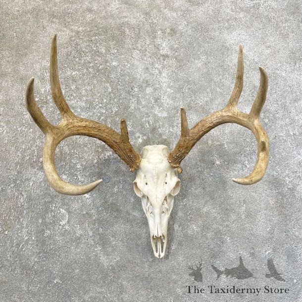 Whitetail Deer Skull European Mount For Sale #25173 @ The Taxidermy Store