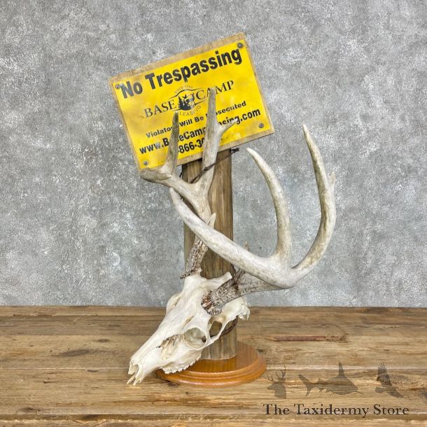 Whitetail Deer Skull European Mount For Sale #25338 @ The Taxidermy Store