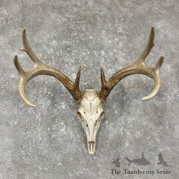 Whitetail Deer Skull European Mount For Sale #25482 @ The Taxidermy Store
