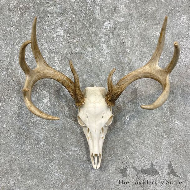 Whitetail Deer Skull European Mount For Sale #25604 @ The Taxidermy Store