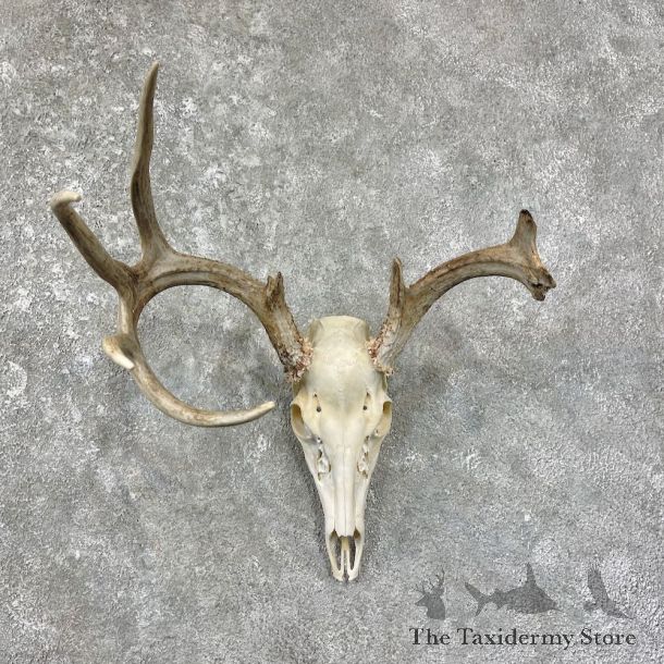Whitetail Deer Skull European Mount For Sale #25673 @ The Taxidermy Store