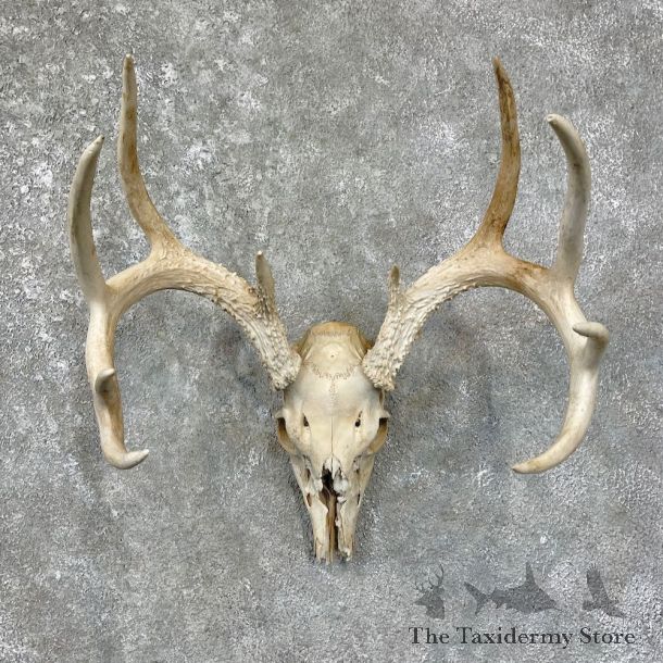 Whitetail Deer Skull European Mount For Sale #25676 @ The Taxidermy Store