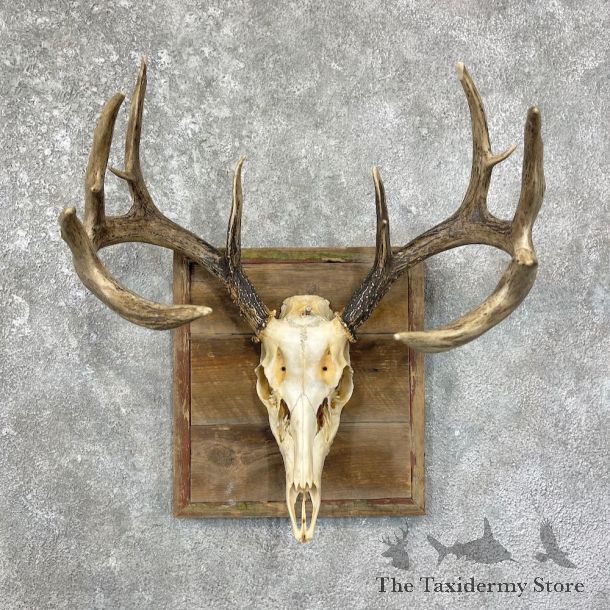 Whitetail Deer Skull European Mount For Sale #25680 @ The Taxidermy Store
