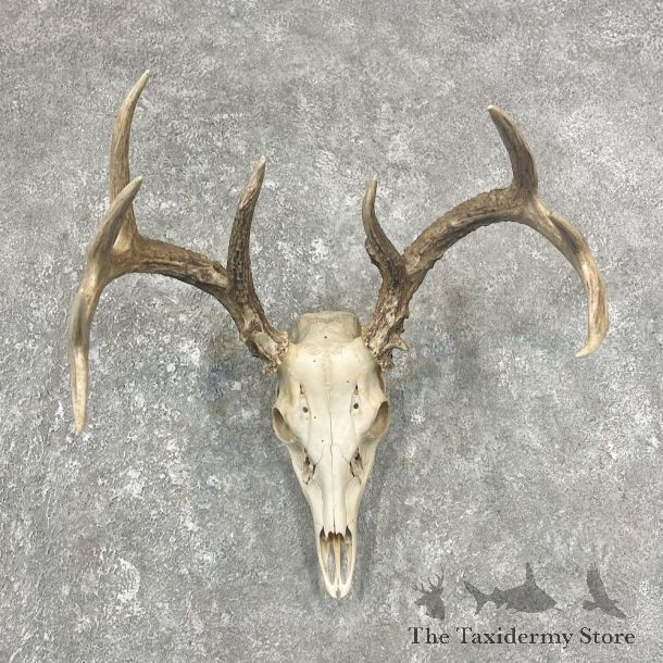 Whitetail Deer Skull European Mount For Sale #25902 @ The Taxidermy Store