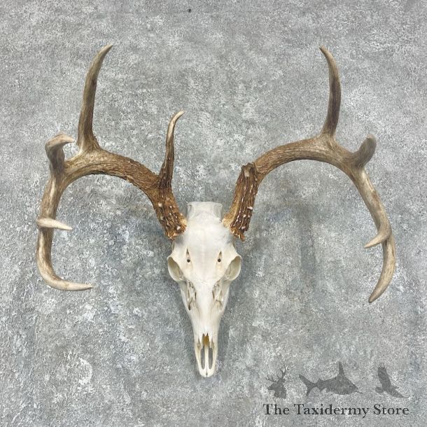 Whitetail Deer Skull European Mount For Sale #25903 @ The Taxidermy Store