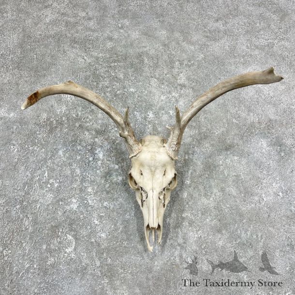 Whitetail Deer Skull European Mount For Sale #25905 @ The Taxidermy Store