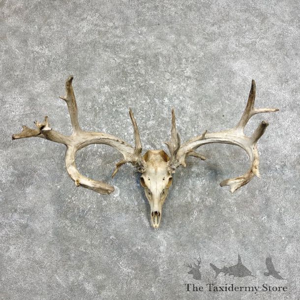 Whitetail Deer Skull European Mount For Sale #26220 @ The Taxidermy Store