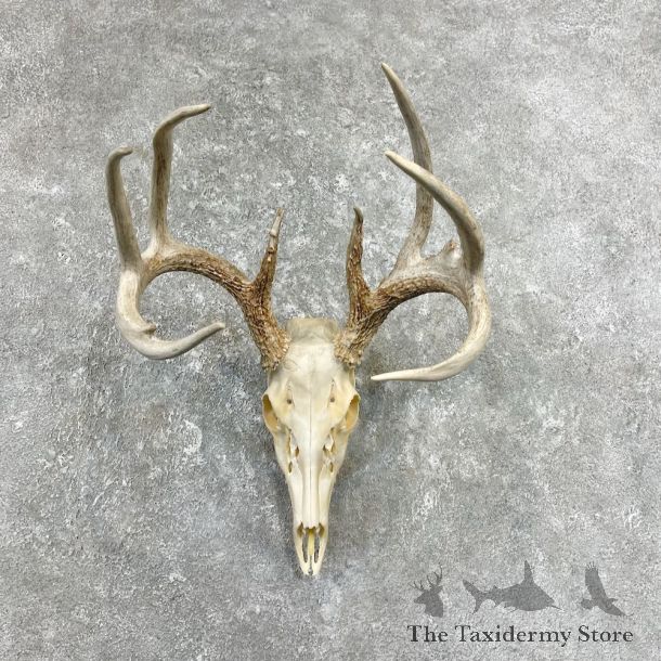 Whitetail Deer Skull European Mount For Sale #26253 @ The Taxidermy Store